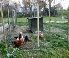 The chicken coup